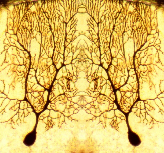  Neurone di Purkinje allo specchio - BM&L collection 
