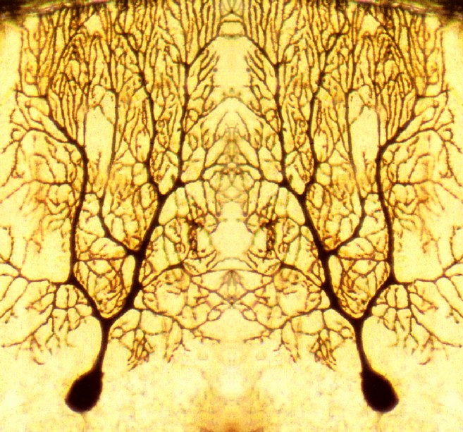  Neurone di Purkinje allo specchio - BM&L collection 