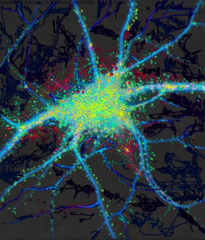 Synapses di BM&L